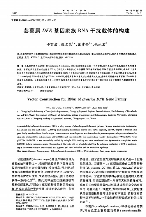 芸薹属DFR基因家族RNA干扰载体的构建