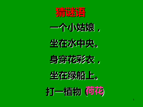 《荷花》PPT之一课件(苏教版三年级语文下册课件)