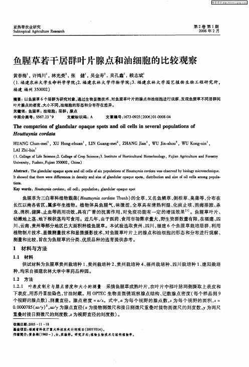 鱼腥草若干居群叶片腺点和油细胞的比较观察