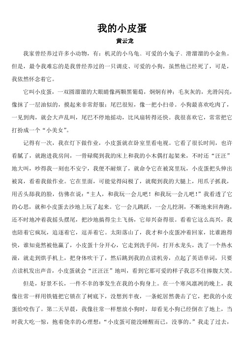 我家的小动物
