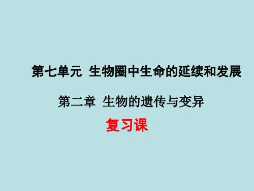 7.2 生物的遗传与变异-人教版八年级下册生物复习课件(共31张PPT)