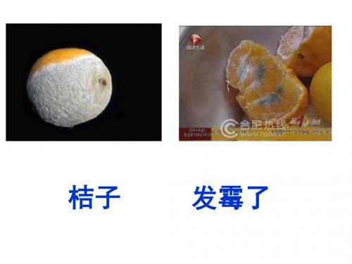 馒头发霉了PPt