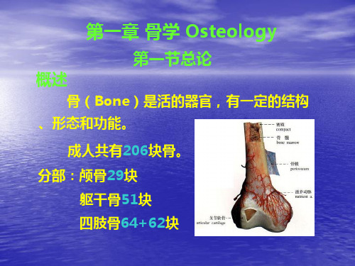 《人体解剖学》课件——骨学(人卫版)