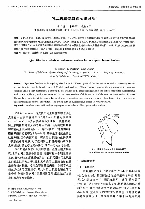 冈上肌腱微血管定量分析