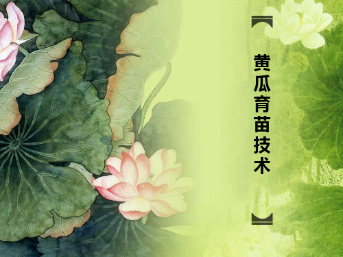 黄瓜育苗技术