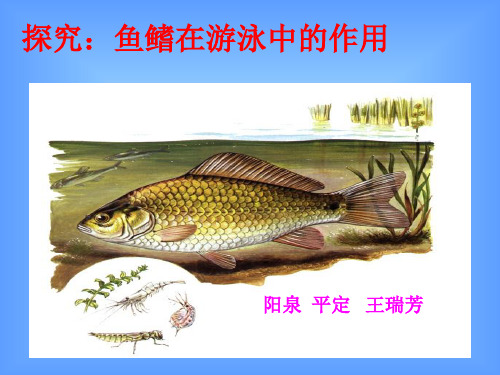 鱼鳍在游泳中的作用