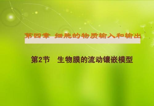高中生物《第四章 第二节 生物膜的流动镶嵌模型》课件4 新人教版必修1