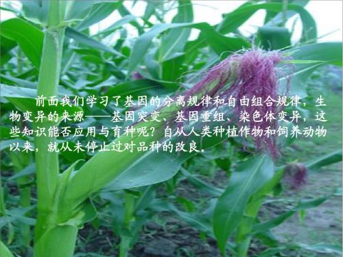 6.1杂交育种与诱变育种
