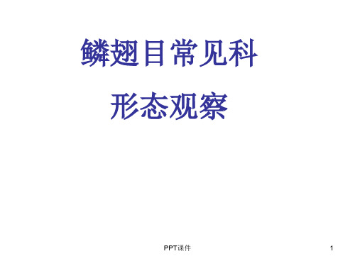 鳞翅目主要科的特征  ppt课件