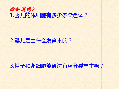 人教版高一生物必修二21减数分裂和受精作用 课件共28张