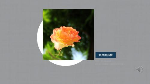 鲜花背景模板