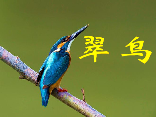 翠鸟第一课时及思维导图