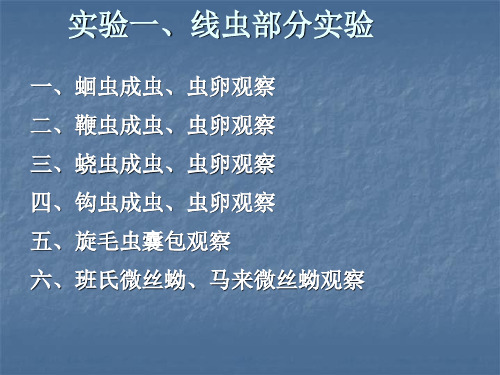 实验一线虫