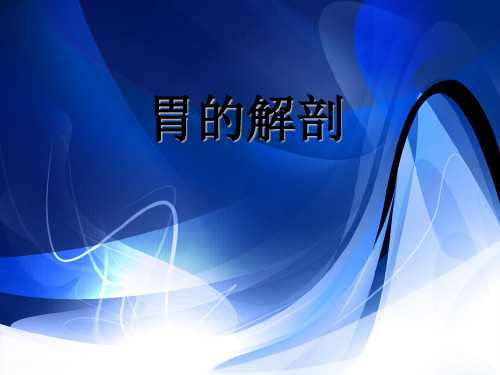 胃的解剖