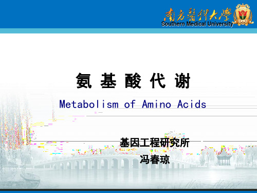 氨基酸代谢