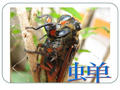 蝉(法布尔)精品