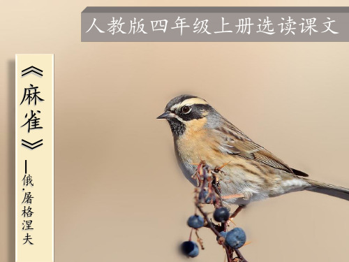 《麻雀》公开课PPT课件