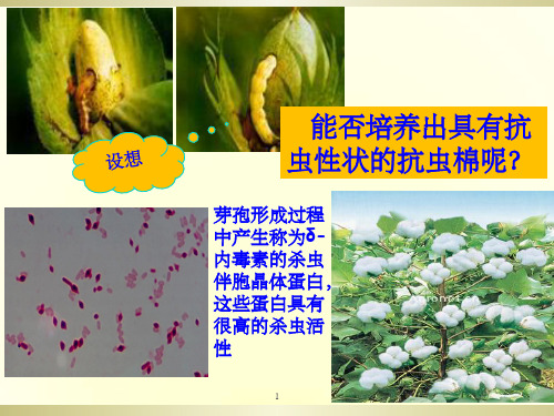 DNA重组技术的基本工具-公开课PPT课件