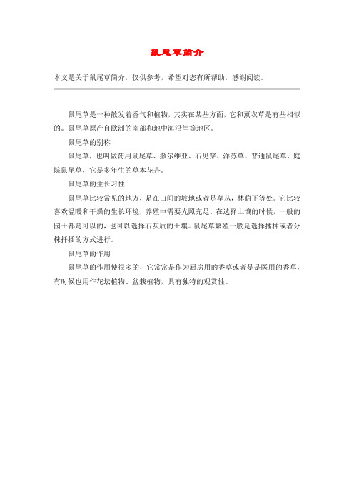 鼠尾草简介