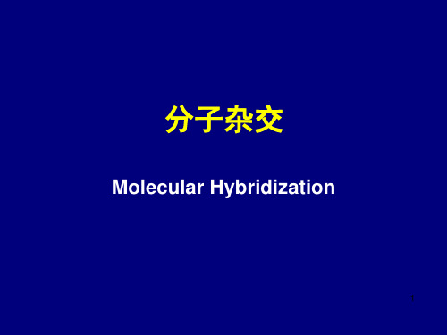 分子杂交