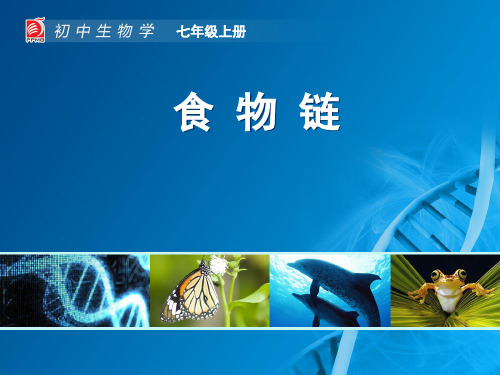 食物链-教学课件
