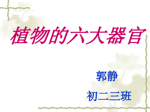 植物的六大器官.ppt