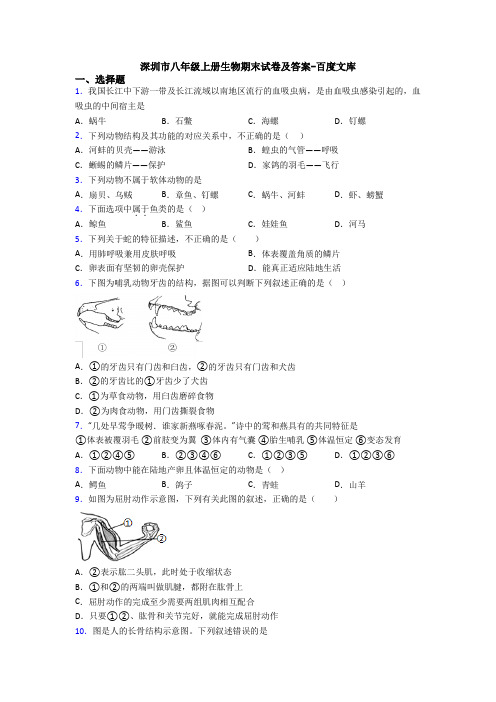 深圳市八年级上册生物期末试卷及答案-百度文库
