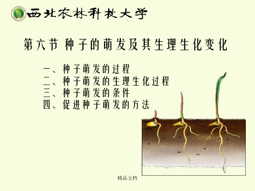 种子学chapter2.6 种子的萌发及其生理生化变化