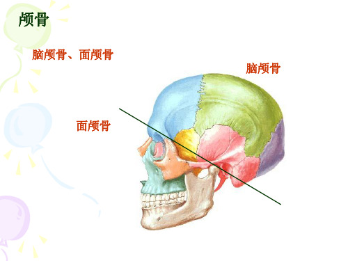 颅骨系统解剖学