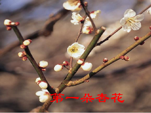 2《第一朵杏花》ppt课件(1)