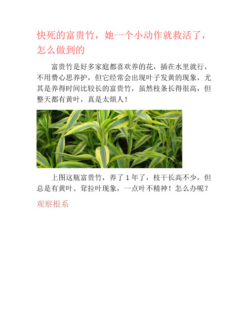 快死的富贵竹,她一个小动作就救活了,怎么做到的