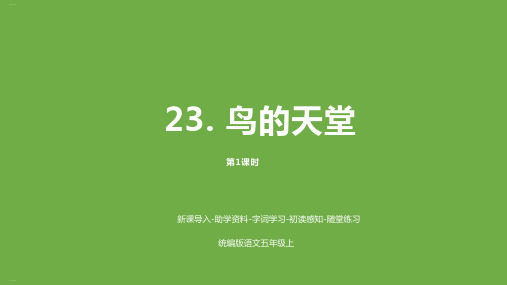 部编版《鸟的天堂》上课课件1