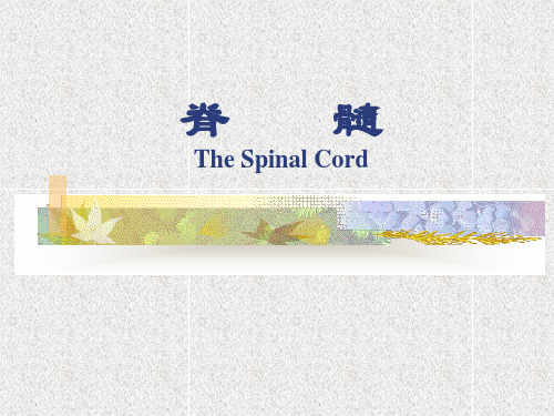 人体系统解剖学：脊髓-PPT课件