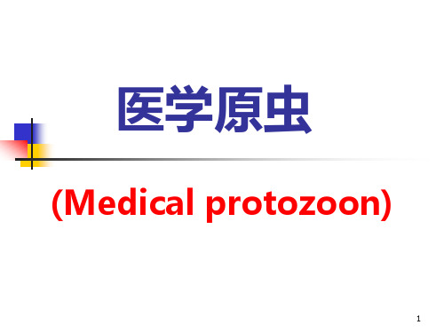 医学原虫PPT课件