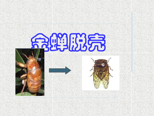 最新苏教版五年级上册《金蝉脱壳》PPT课件6公开课优质课件精品