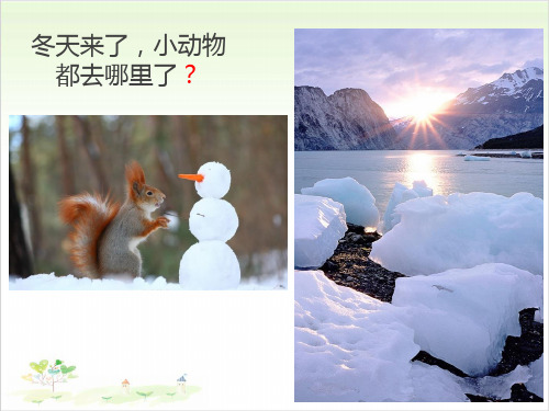 三年级上册公开课 -4冬眠与迁徙 青岛版课件下载