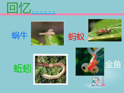 动物有哪些共同特点(整理)