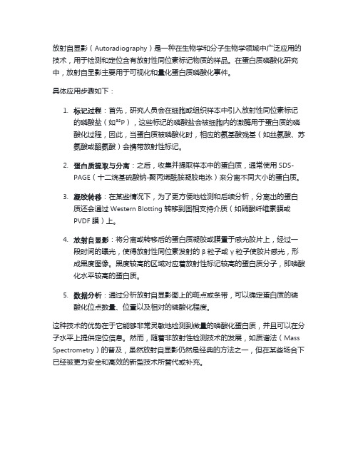 放射自显影 磷酸化