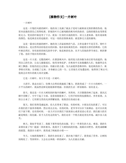 [植物作文]一片树叶