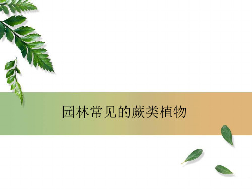 园林常见蕨类植物数据库汇表