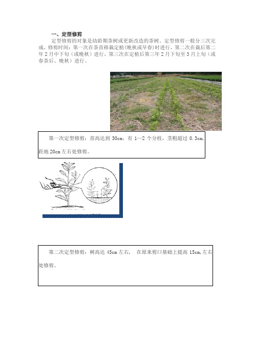 茶树修剪