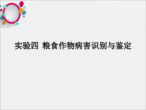 实验4粮食作物病害的识别与鉴定