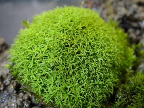 苔藓和蕨类植物PPT课件