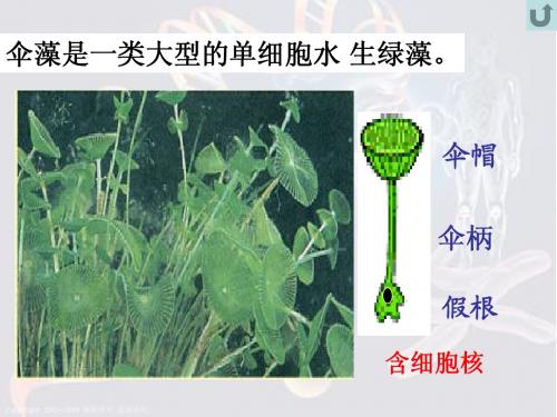 遗传的物质基础