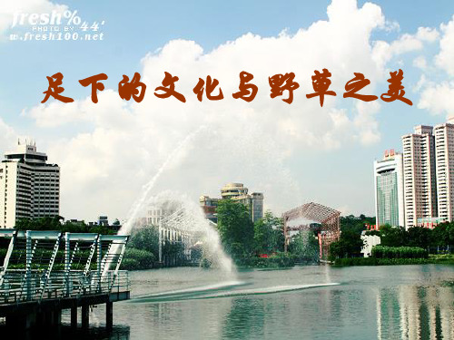《足下的文化与野草之美》课件