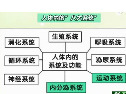 人体奥秘ppt课件