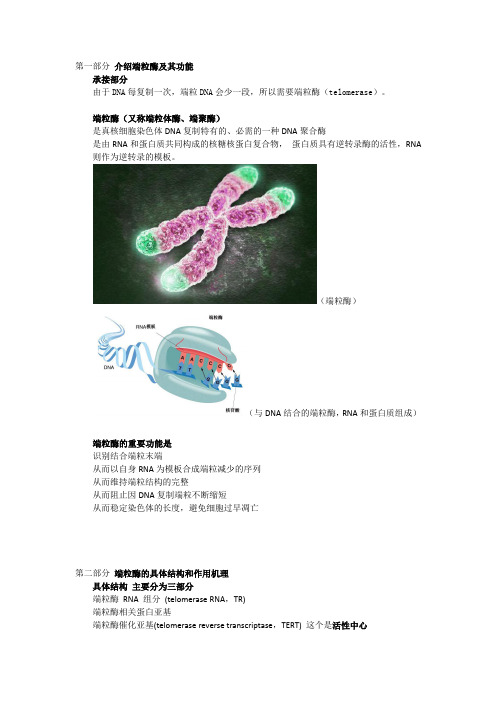 端粒酶