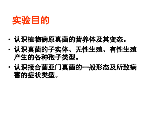 植物病原真菌一般形态和接合菌亚门真菌的基本形态及所致病害的观察