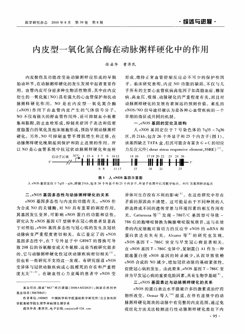 内皮型一氧化氮合酶在动脉粥样硬化中的作用