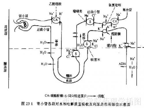 护理专业药理第25章利尿药和脱水药